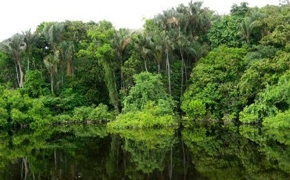 RDC : Protection des forêts, la Norvège octroie 200 millions USD au projet REDD+ 1