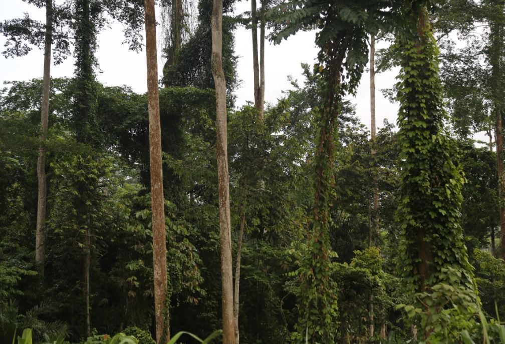 RDC : Levée « conditionnée » du moratoire sur l’octroi des titres d’exploitation forestière !