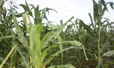 RDC : Campagne agricole 2017-2018, la perte évaluée à 357 millions USD dans la culture de maïs