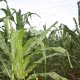 RDC : Campagne agricole 2017-2018, la perte évaluée à 357 millions USD dans la culture de maïs