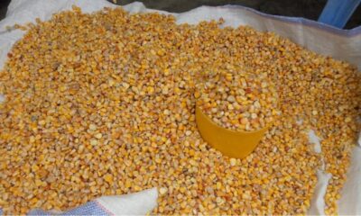 Kasaï Central : le prix d'une mesurette de maïs grimpe à 4 000 CDF à Kananga suite à la rareté de la denrée sur le marché 4