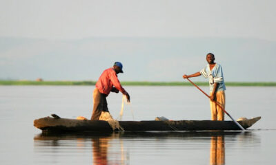 Lac Kivu lutilisation illicite des plantes toxiques pour la pêche serait la cause du phénomène des poissons morts