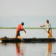 Lac Kivu lutilisation illicite des plantes toxiques pour la pêche serait la cause du phénomène des poissons morts