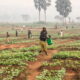 RDC : 80 millions USD nécessaires pour appuyer la campagne agricole dès janvier 2024